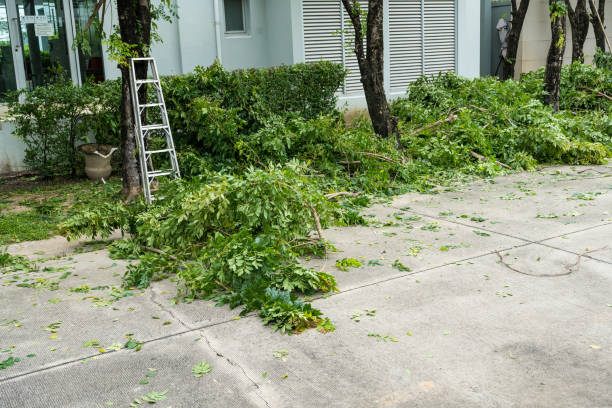 How Our Tree Care Process Works  in  Lake Forest Park, WA