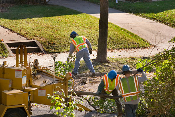 Trusted Lake Forest Park, WA  Tree Services Experts